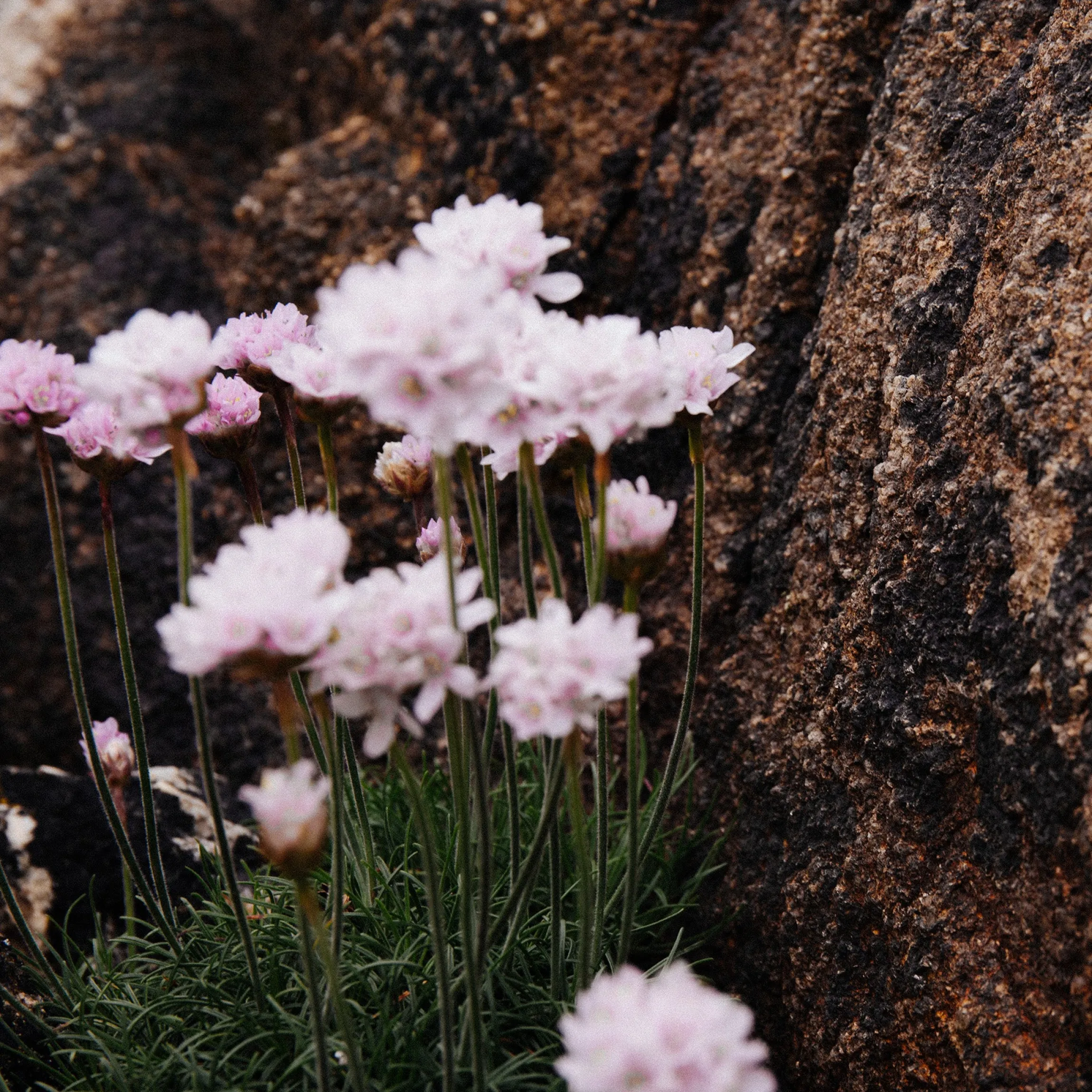 Thrift Ebb & Flow Ring