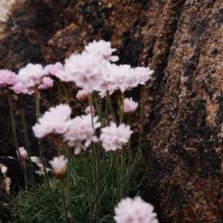 Thrift Pink Craggy Alaria Ring